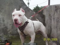 pittbull