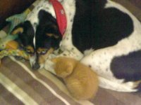 tazz and minny