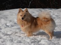 spitz nano