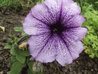 purple flower