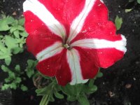 red and white flower