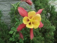 yellow and red