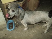 mi mascota