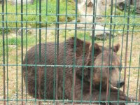 Sad caged bear Arties.