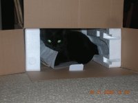 Hide & seek cat