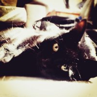 Lazy Kitty
