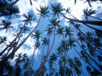 PALMERAS