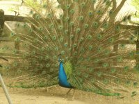 pavo real