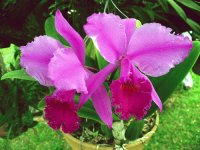 FLOR NACIONAL DE COLOMBIA