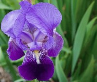 ORQUIDEAS