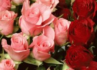ROSAS - TIPO EXPORTACION
