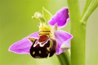 OPHRYS APIFERA