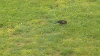 blackbird