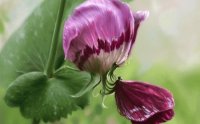 Flower and Butterfly