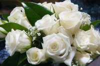 rosas 3