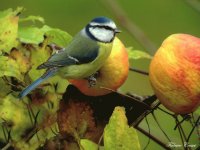 mésange bleue