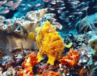 yellow fish