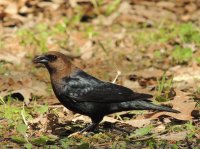 Cowbird