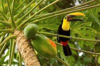 tucano
