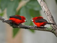casal de cardeais