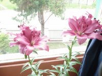FLORES