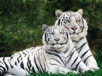 TIGRES BLANCOS