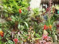 FLORES