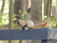 Fox Squirrel