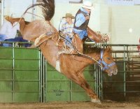 Rodeo Horse