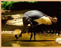 Grulla coronada - África