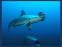 Tiburón Martillo Gigante