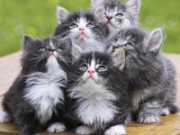 gaticos
