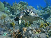 tortuga