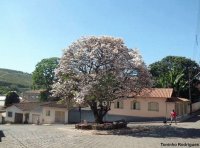 - ipe cor de rosa,(cidade Poço Fundo m.g)