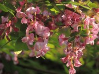 Blooms