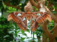 Butterfly Garden Victoria Island BC