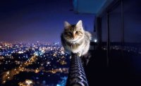 Cat over the top!