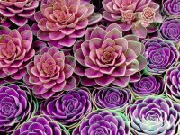 Succulents