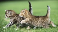 GATITOS CRIOLOS JUGANDO