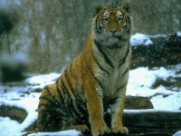 TIGRE SIBERIANO