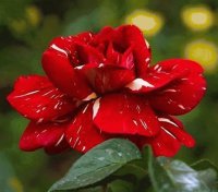 Rosa Vermelha ( Homenagem as Mães )