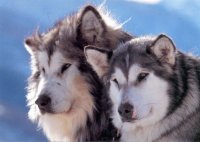 PERROS ALASKAN MALAMUTE