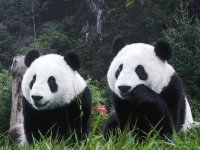 OSOS PANDA