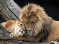 LEONES ENAMORADOS
