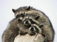 FAMILIA MAPACHE
