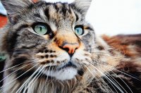 Gato