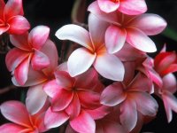 Pink Plumeria
