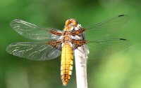 Libellula, famiglia Odonati
