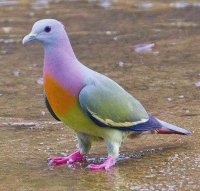 Pink-Necked Green Pigeon Treron Vernans