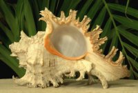 Chicoreus Ramosus Shell Papua New Guinea